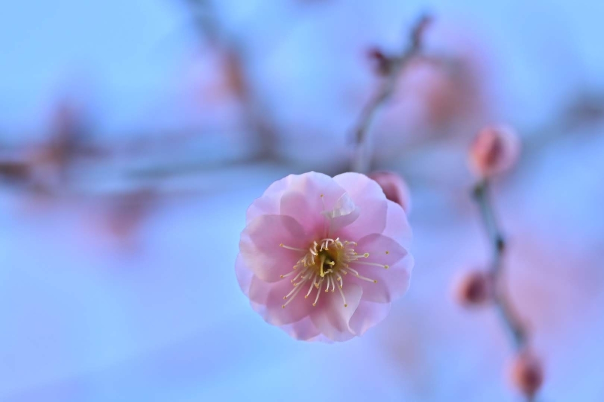 f:id:psato7:20220225054040j:plain