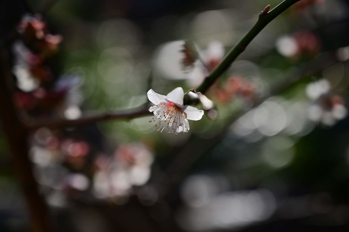 f:id:psato7:20220307204843j:plain