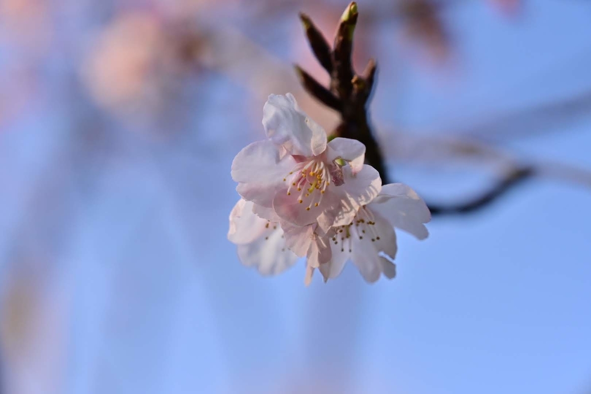 f:id:psato7:20220310072527j:plain