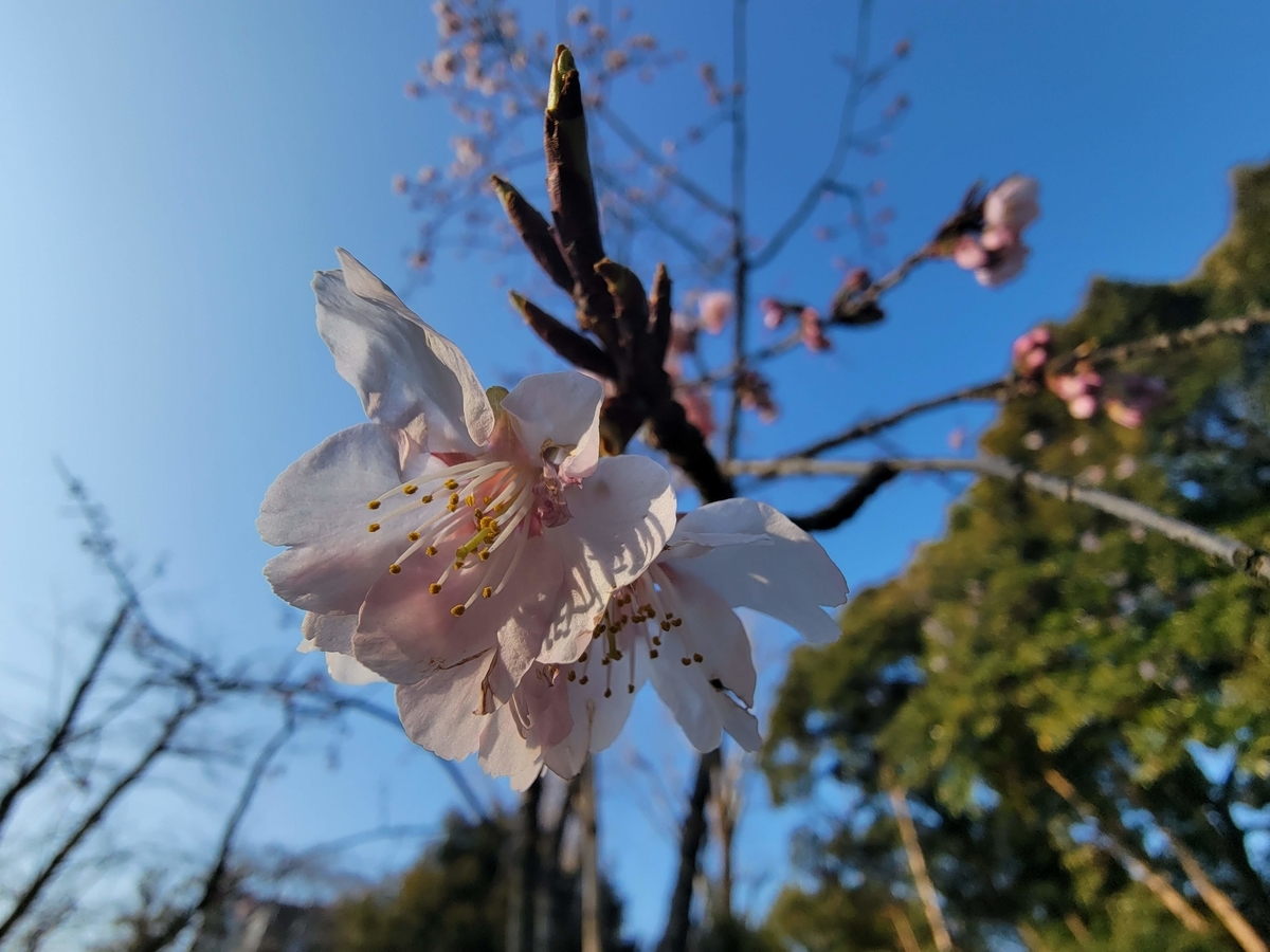 f:id:psato7:20220310073204j:plain
