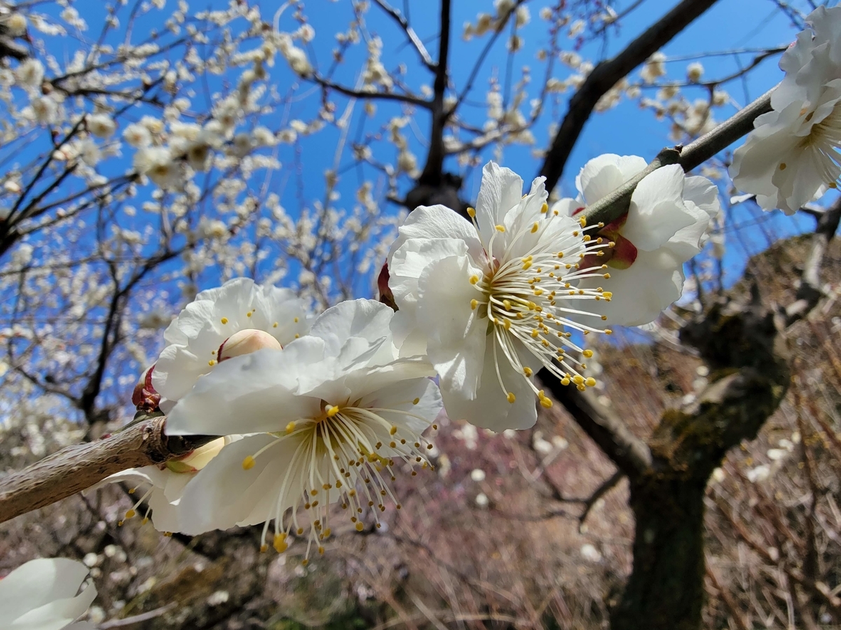 f:id:psato7:20220313200757j:plain