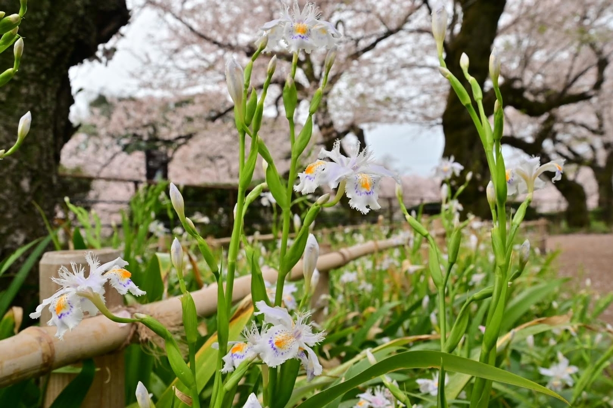 f:id:psato7:20220403102257j:plain