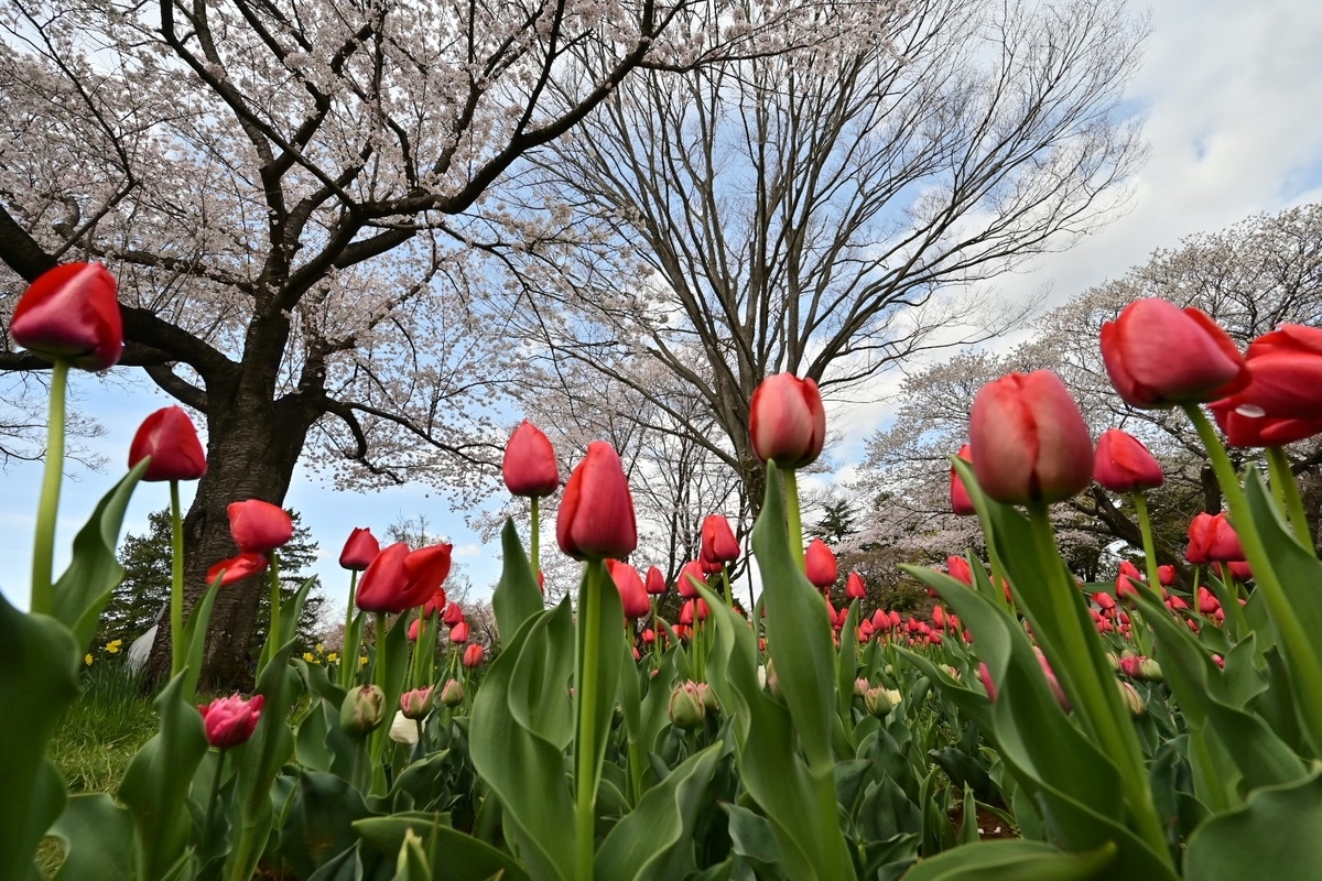 f:id:psato7:20220404072508j:plain