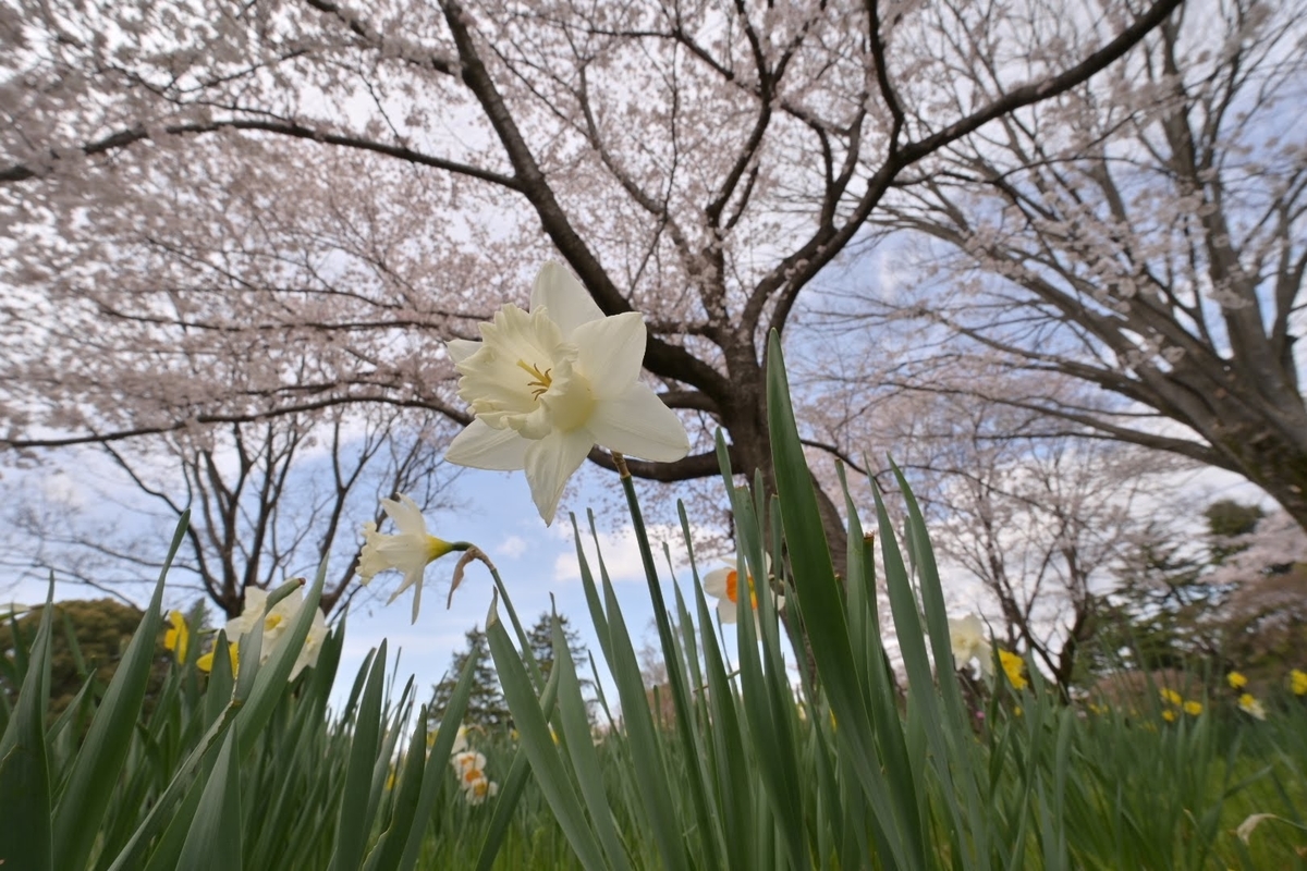 f:id:psato7:20220404072528j:plain