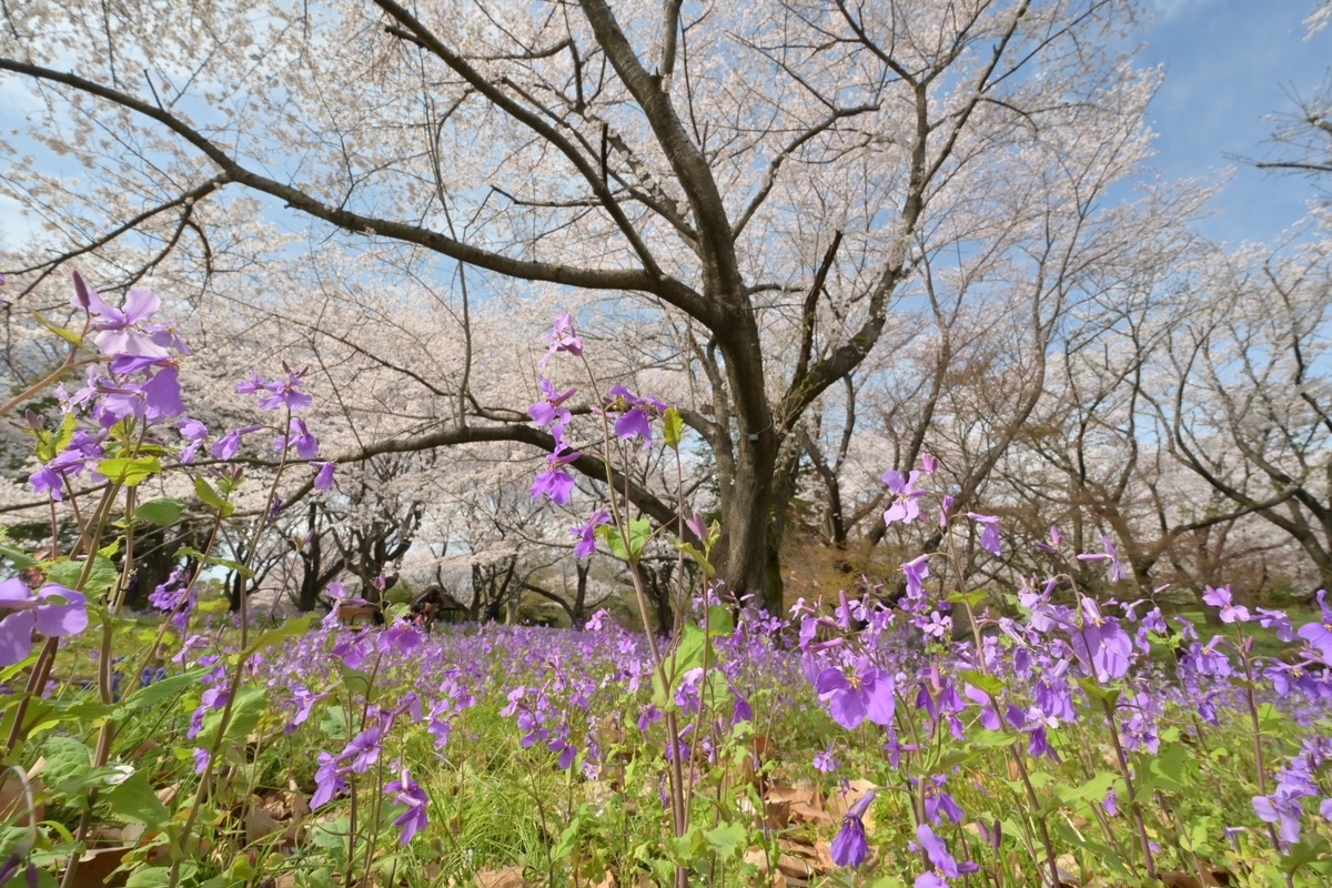 f:id:psato7:20220404072938j:plain