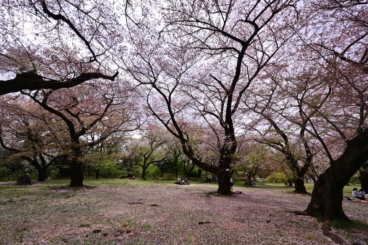 f:id:psato7:20220408055602j:plain