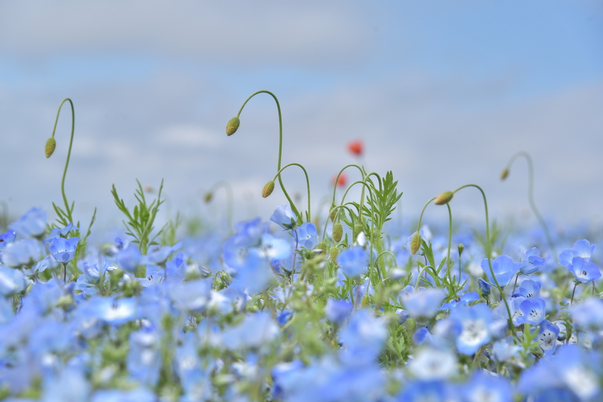 f:id:psato7:20220416054104j:plain