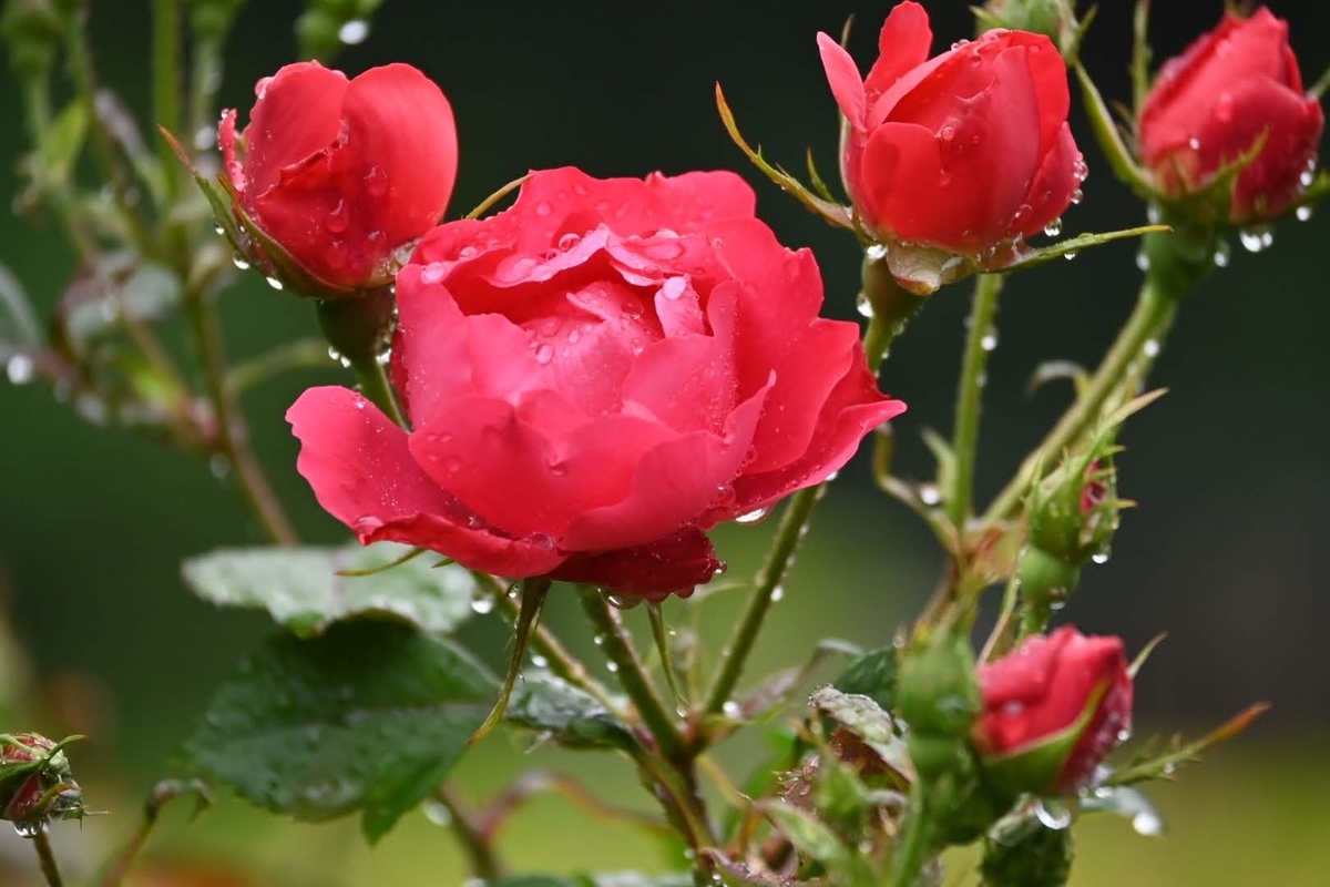 ☔雨天の旧古河庭園で薔薇撮影しました😊 - photo & hobby