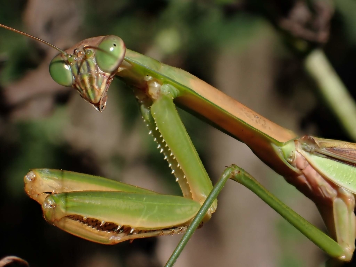 小石川植物園のカマキリです Photo Hobby