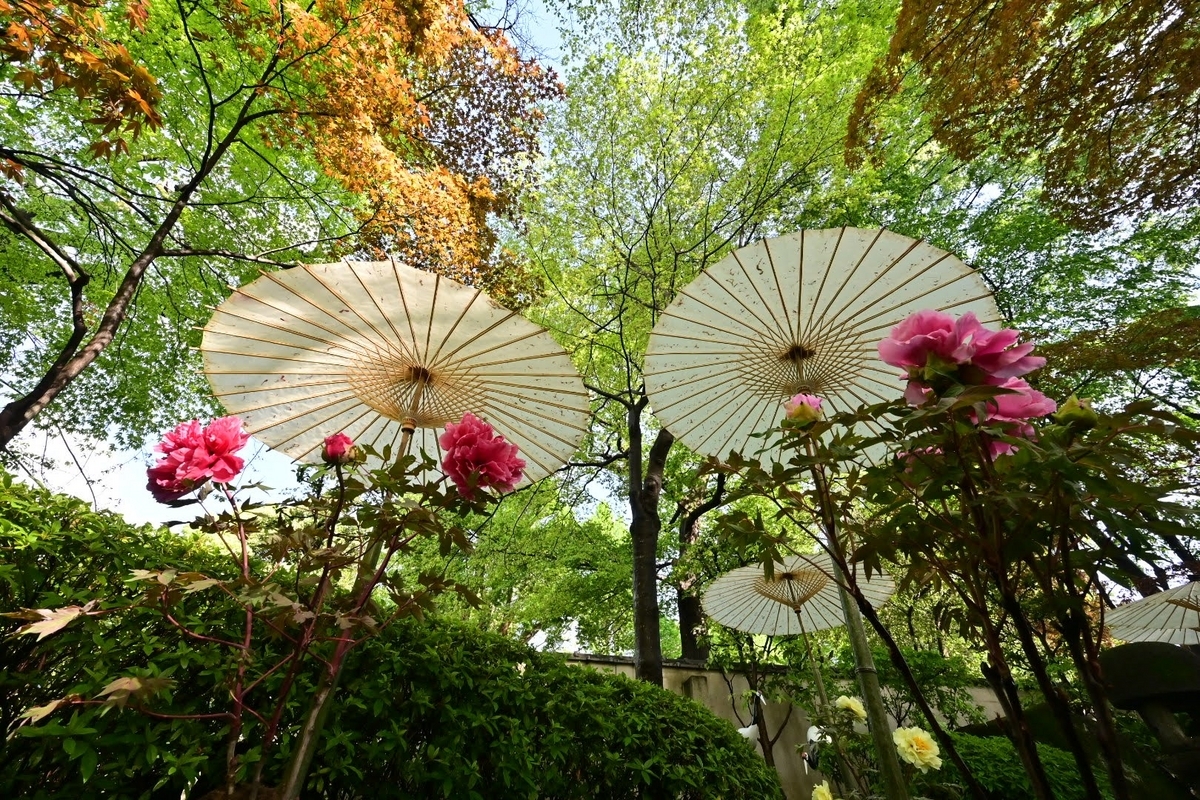 たんぽぽ様 確認用 ❁上野東照宮ぼたん苑『春のぼたん祭』 - photo & hobby
