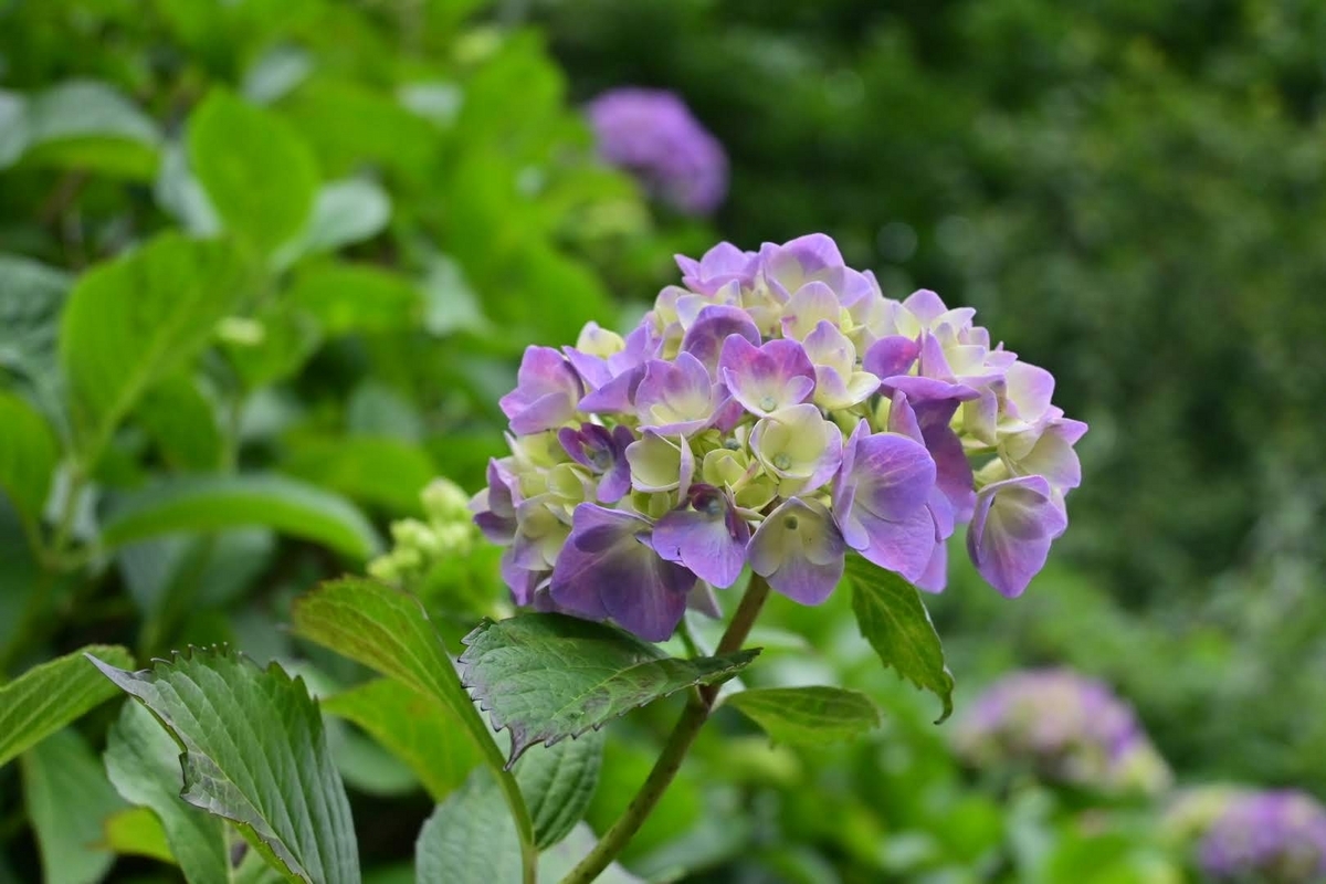 のこのこ。紫陽花リクエスト７点 のこのこ。紫陽花リクエスト7点 ナナ on X