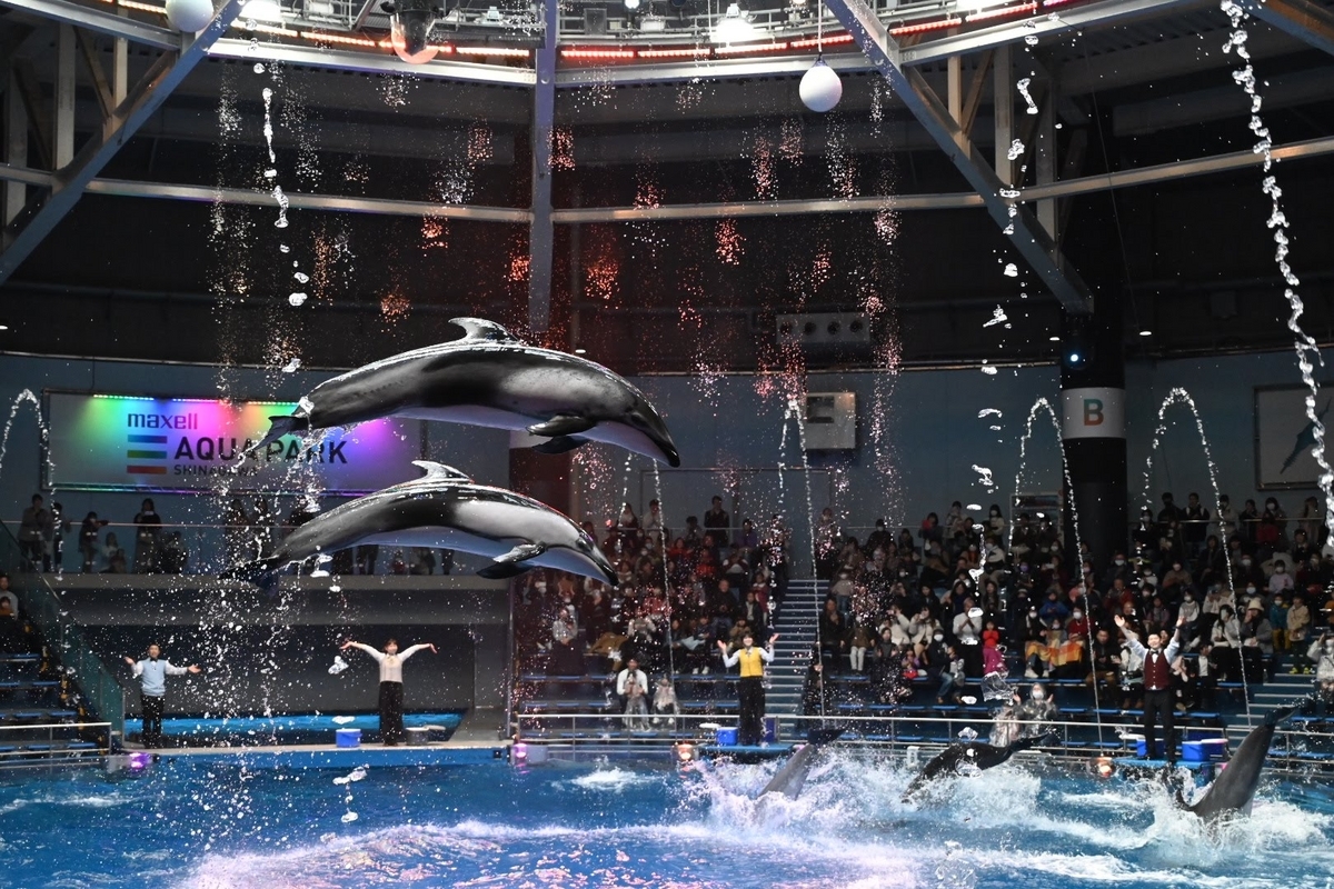 🐬マクセル アクアパーク品川 その② 圧巻のイルカショーです