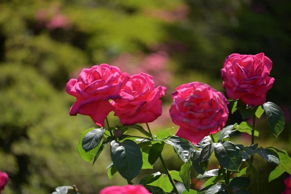 𝒴𝓊𝓀𝑜 𝒮𝒽𝒾𝓂𝒾𝓏𝓊 | 🌹🍃 旧古河庭園 ♡ Furukawa