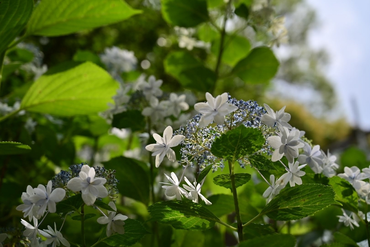 ✾上野公園の紫陽花です😊 - photo & hobby