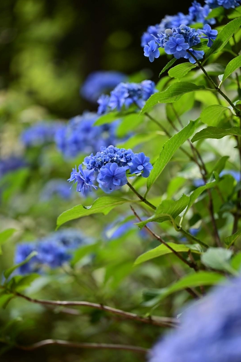 ✾上野公園の紫陽花です😊 - photo & hobby