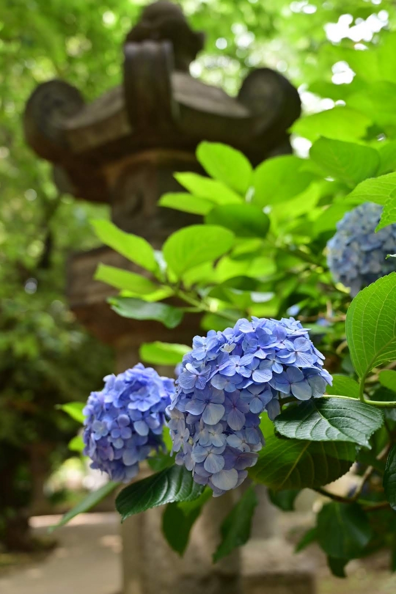 ✾上野公園の紫陽花です😊 - photo & hobby
