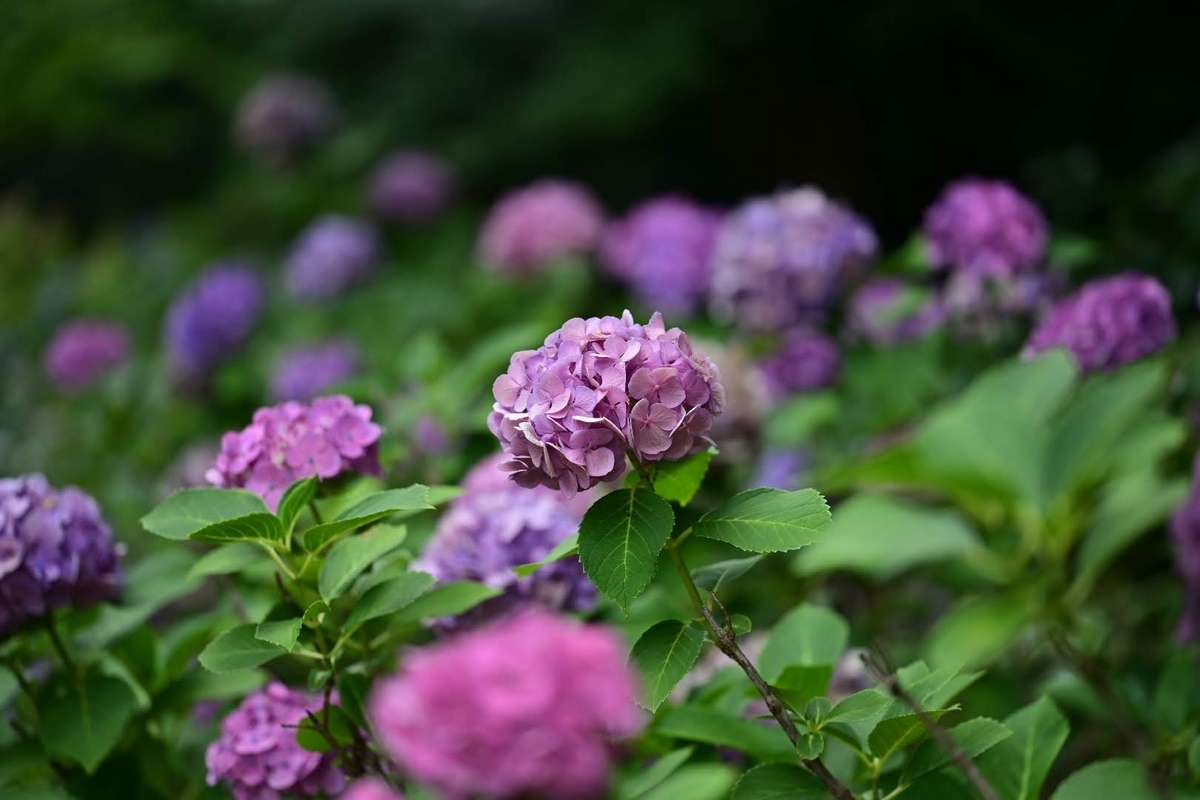 ✾上野公園の紫陽花です😊 - photo & hobby