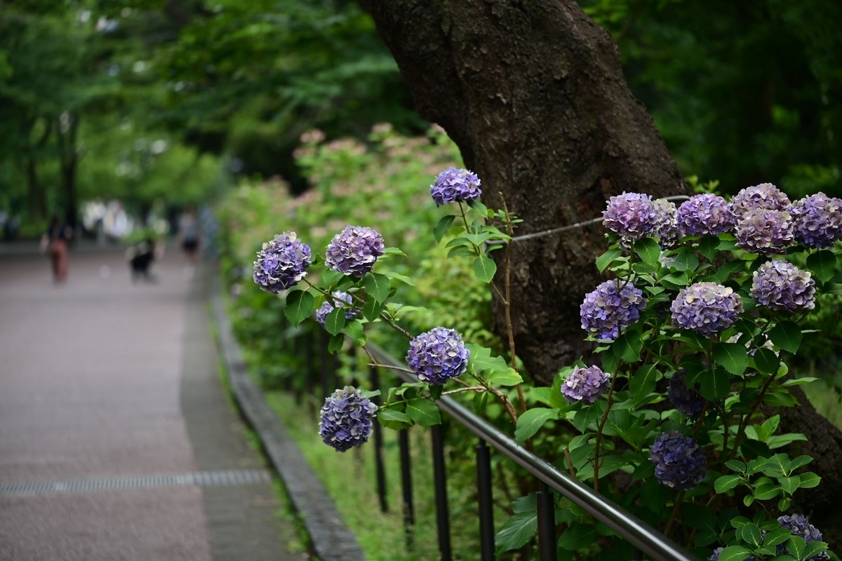 ✾上野公園の紫陽花です😊 - photo & hobby