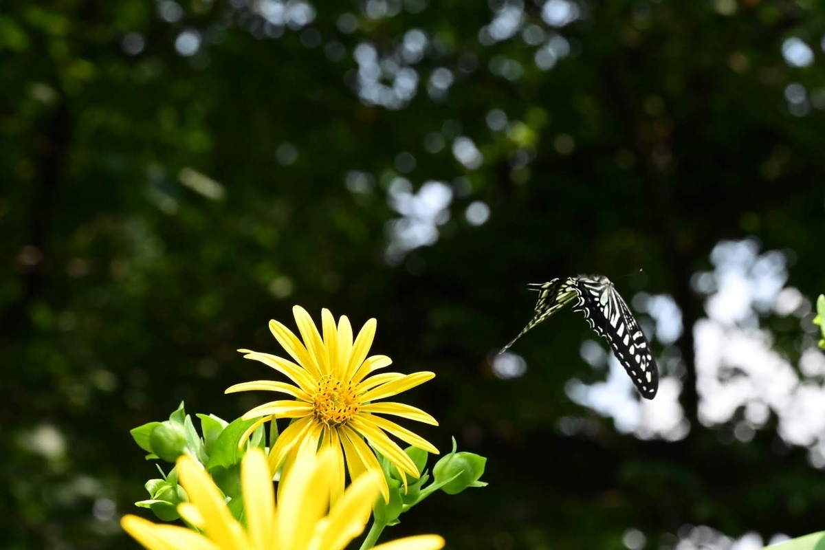 🦋昆虫をマクロ撮影しました😊 - photo & hobby