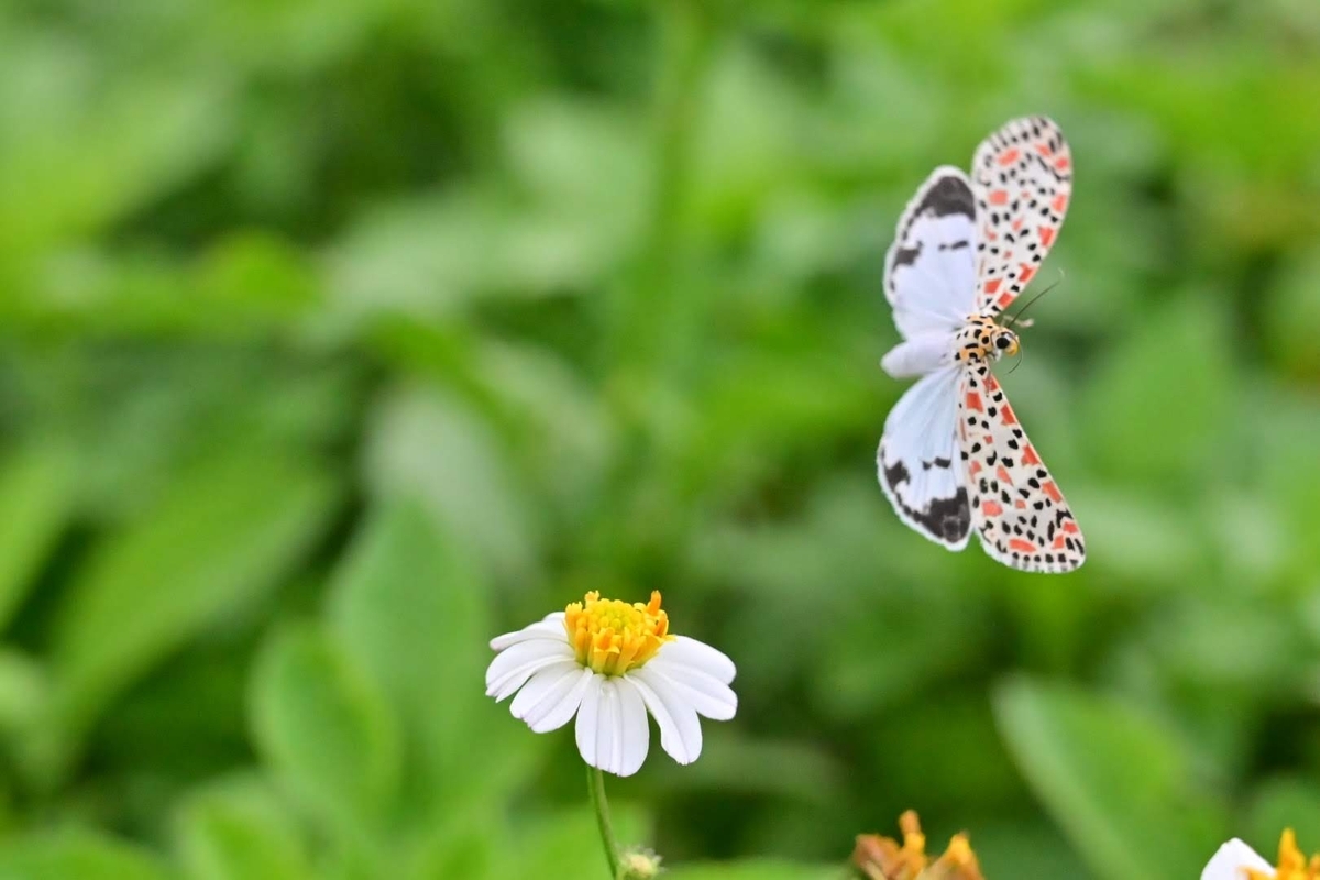 🦋石垣島にGO❗番外編 タイワンベニゴマダラヒトリの飛翔シーンです