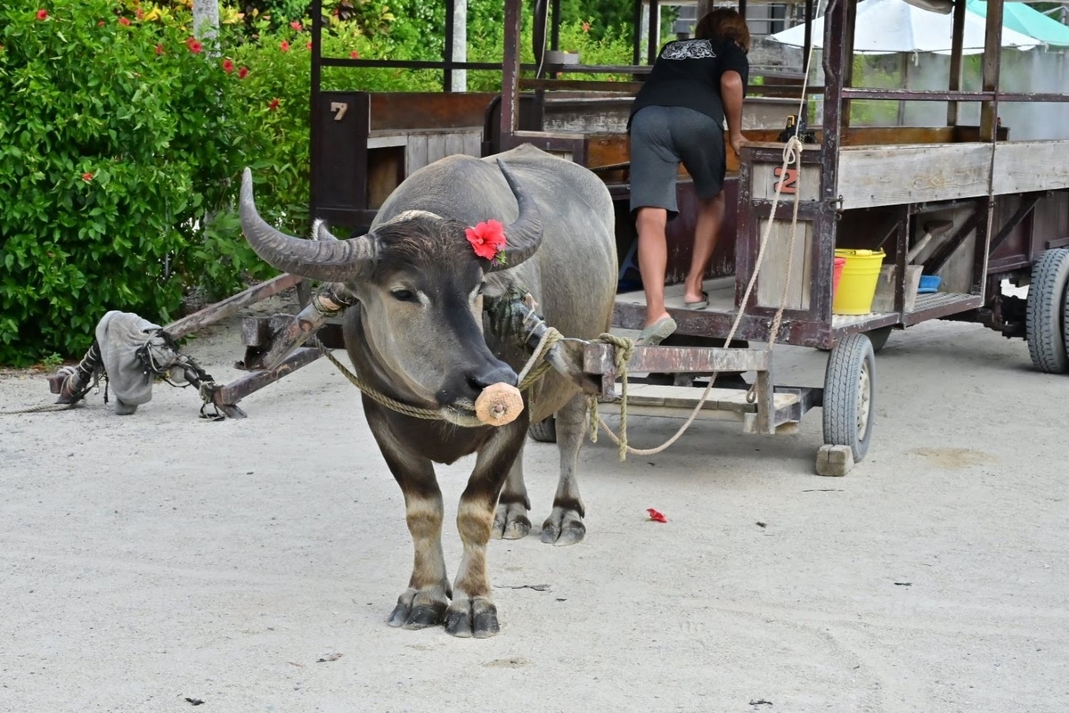 🐄石垣島にGO🌺 その② 竹富島で水牛車に乗ります❗ - photo & hobby