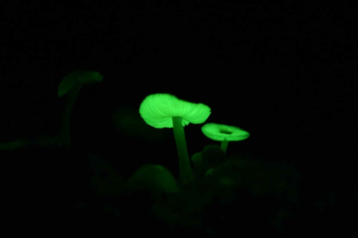 🍄八丈島の光るキノコ❗ - photo & hobby