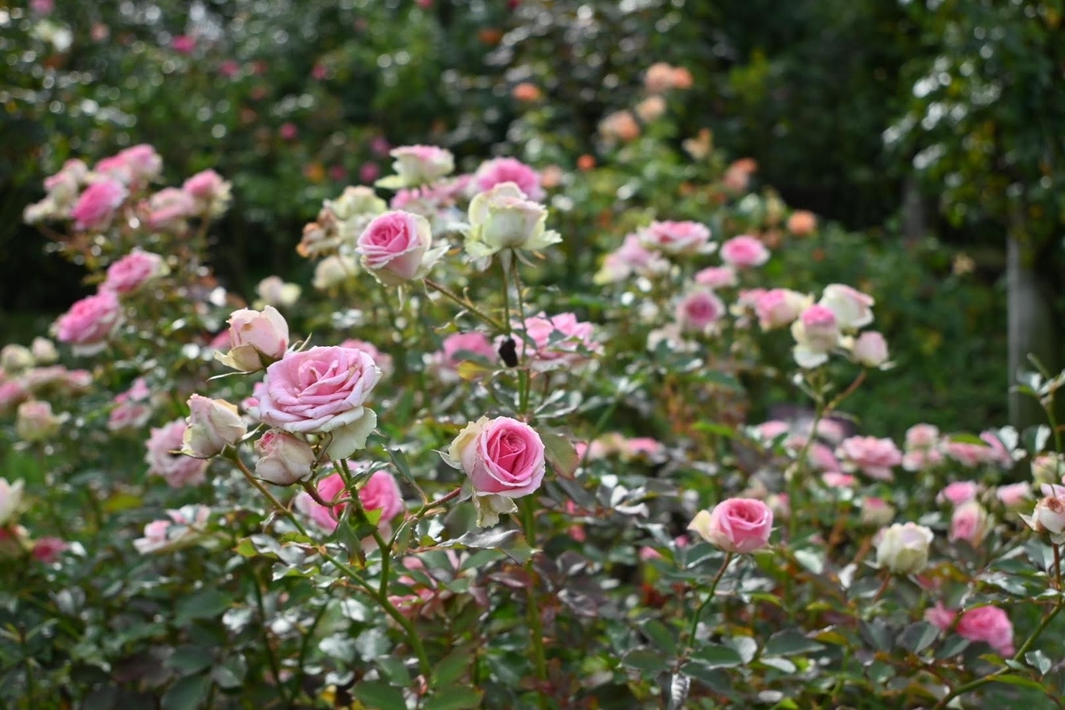 🌹京成バラ園 秋薔薇が満開です❗️ - photo & hobby