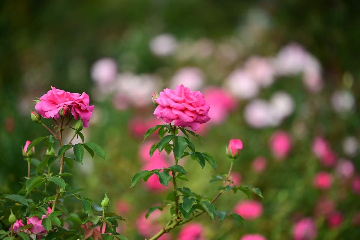 🌹京成バラ園 単焦点レンズでガチ撮影しました😊 - photo & hobby