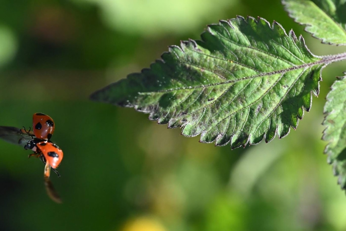 青や緑に光り輝く美しき昆虫たちⅡ | 視界良好！交野山