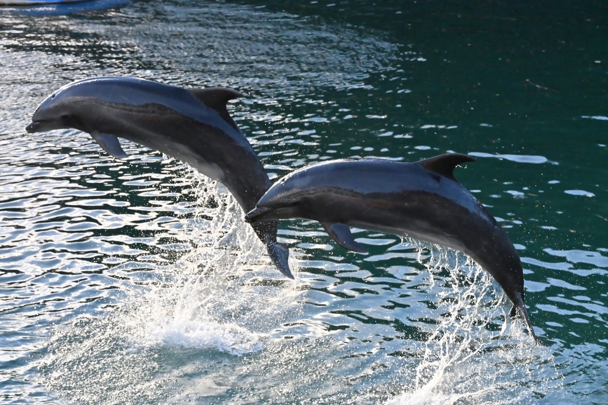 🐬下田海中水族館 その② イルカショーの様子です😊 - photo & hobby