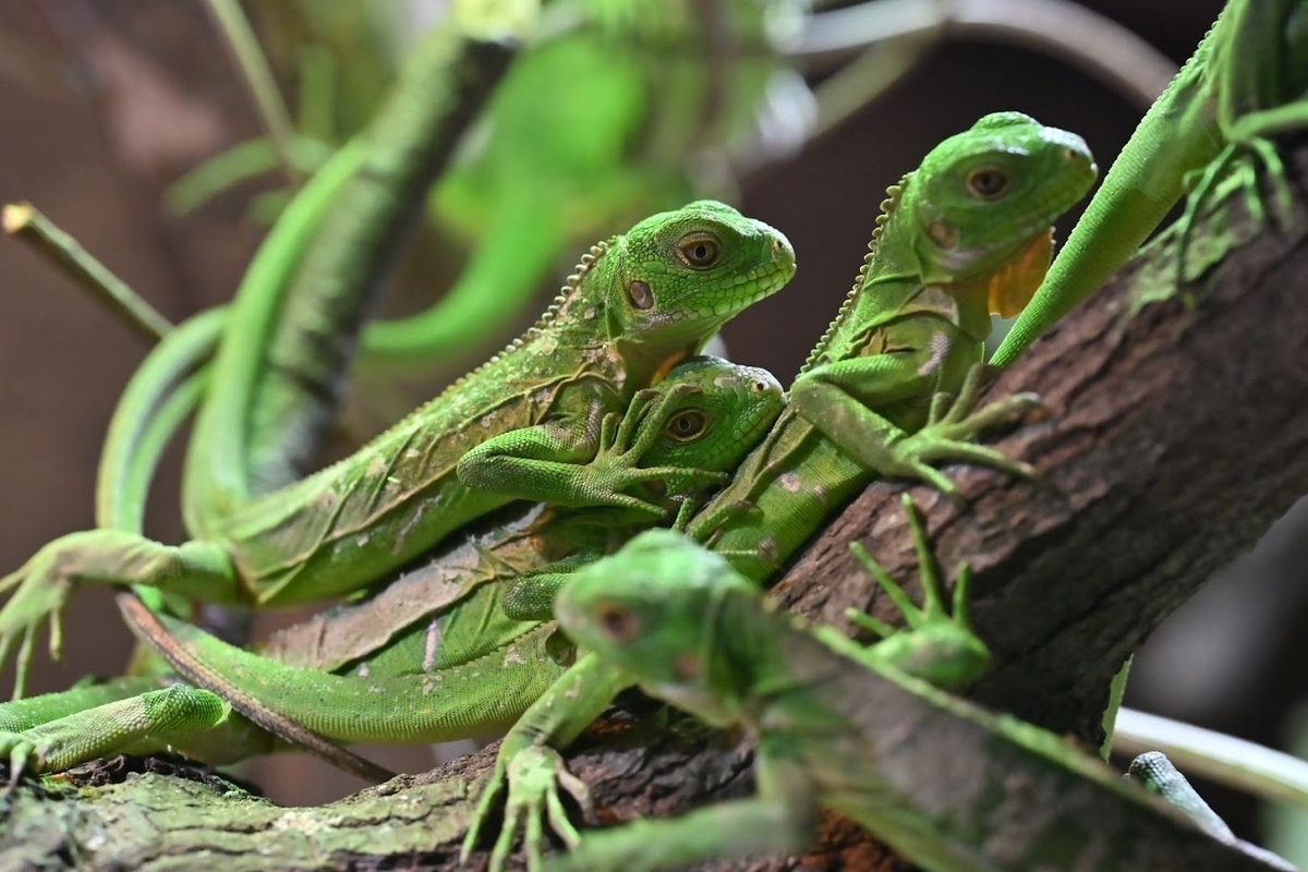 🦎体感型動物園 iZoo🐢 - photo & hobby