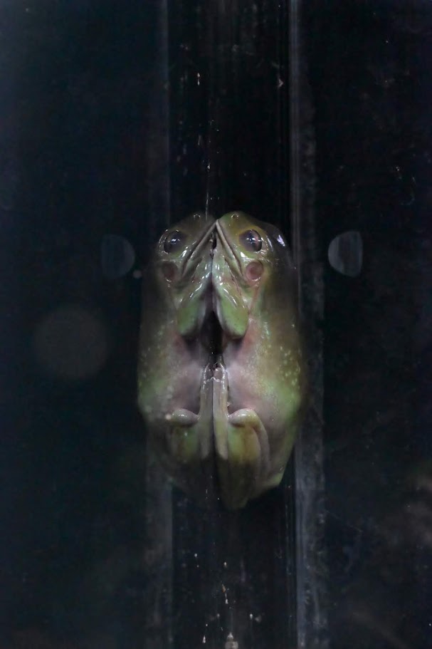 🐸体感型カエル館 KawaZoo❗️ - photo & hobby