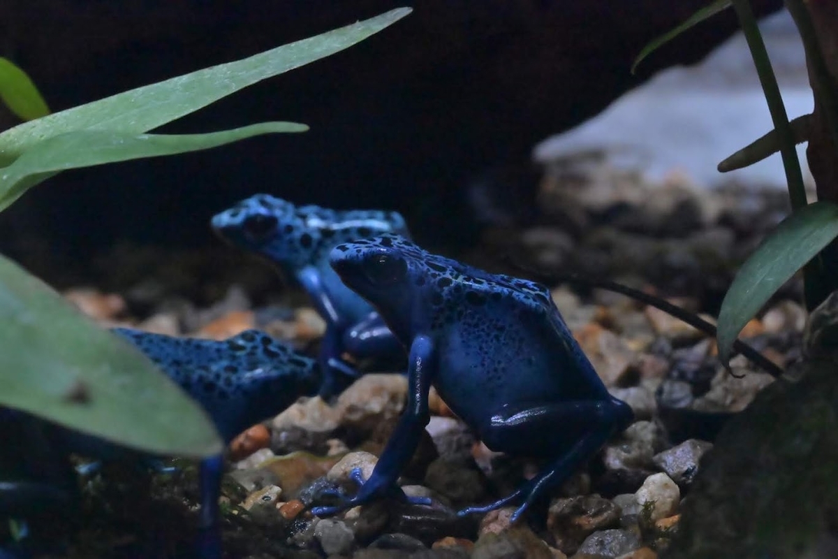 🐸体感型カエル館 KawaZoo❗️ - photo & hobby