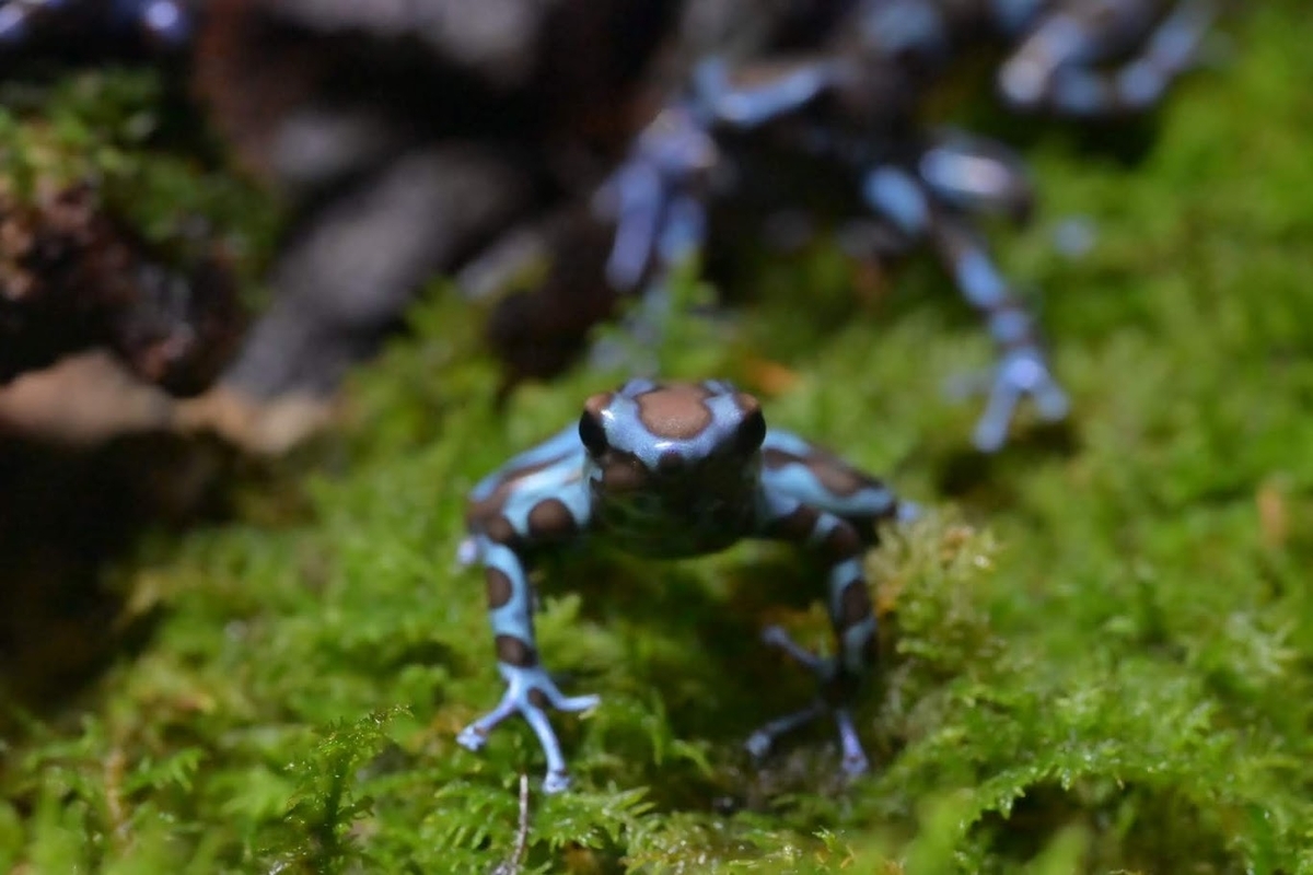 🐸体感型カエル館 KawaZoo❗️ - photo & hobby