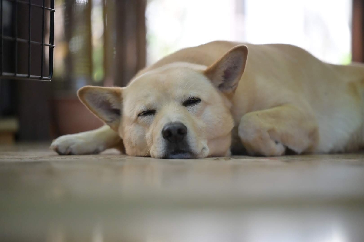 愛犬サンプル写真 🐶愛犬ポチ😊 - photo & hobby