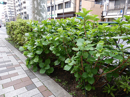 f:id:psmile:20200403171542j:plain