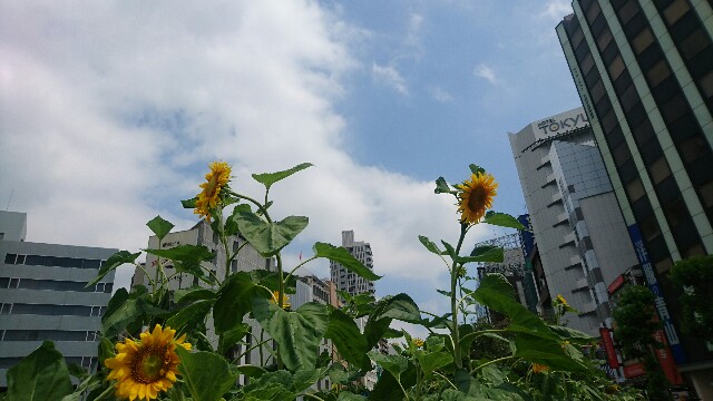 f:id:psne:20160813125859j:image