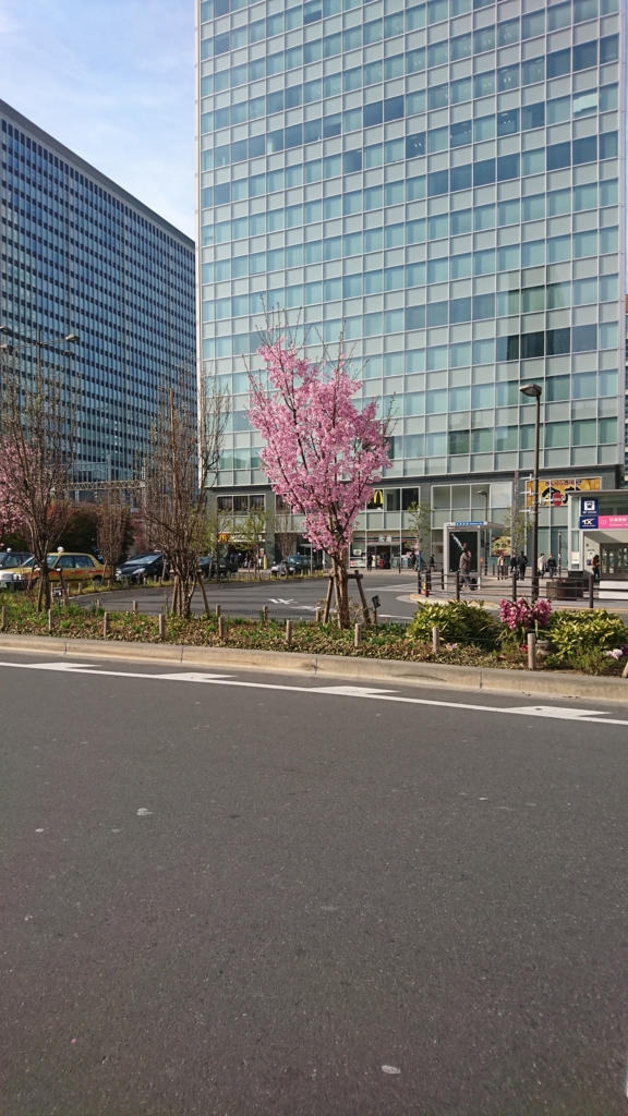 陽光桜 陽光桜