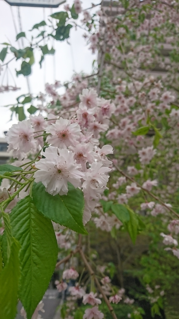 木のやつ 木のやつ