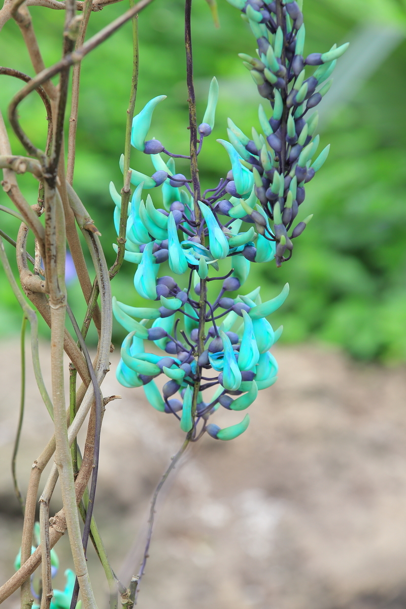 ヒスイカズラ ディズニーシー 神秘の花 を求めて One S Shot