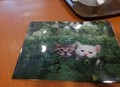 岩合5月