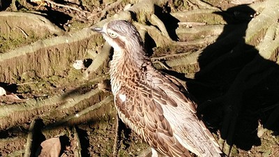 野鳥の森04