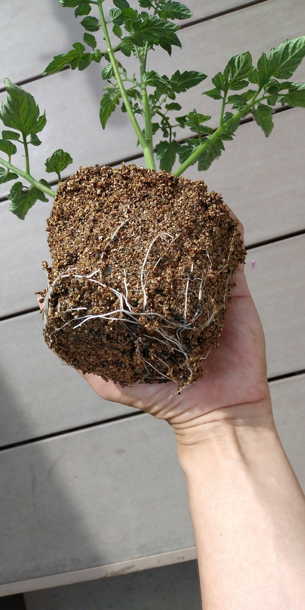 ミニトマトの挿し木 ポット やさいスキップ