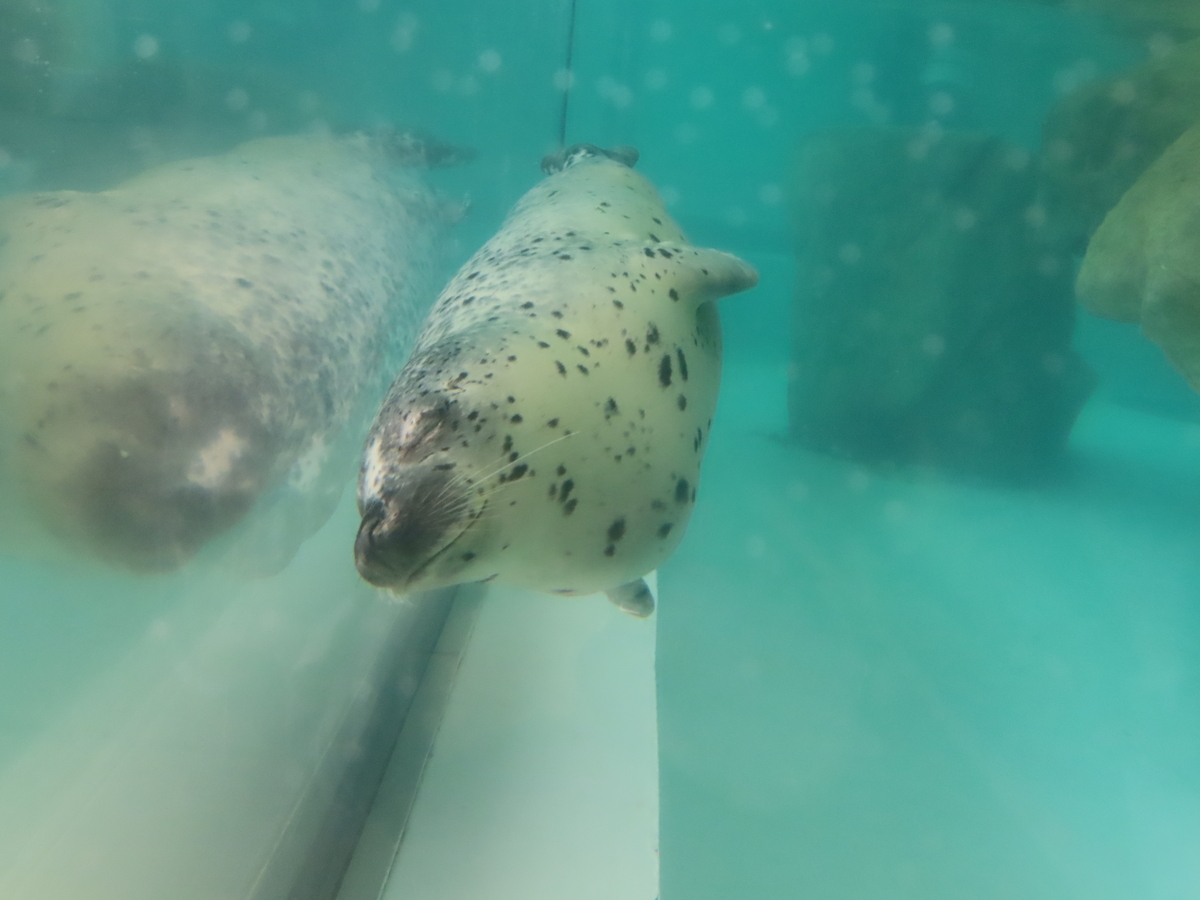 水槽の奥からこちらに泳いでくるアザラシ。目を閉じていて体が横に向いている
