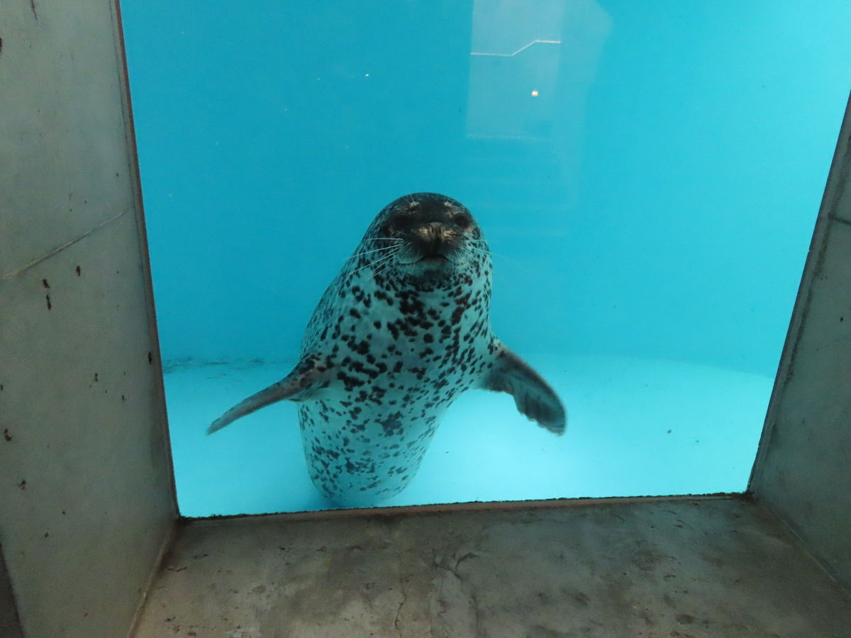 水槽の中で両前ひれを広げる形で正面を向いているアザラシ