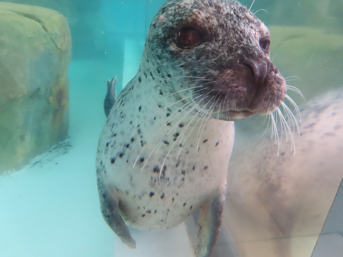 水槽の向こうに遠い目を向けるかわいいアザラシ
