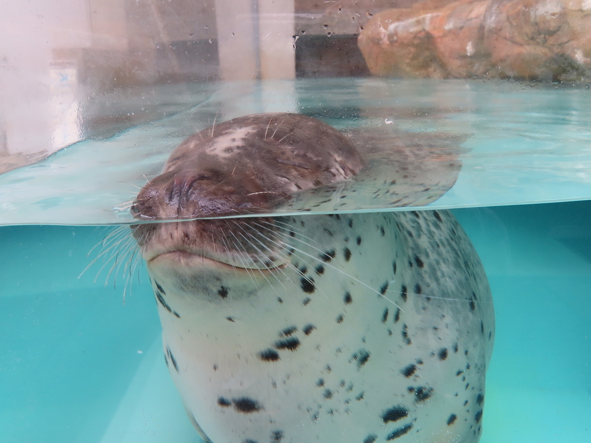 水槽に鼻をくっつけて目を閉じているアザラシ