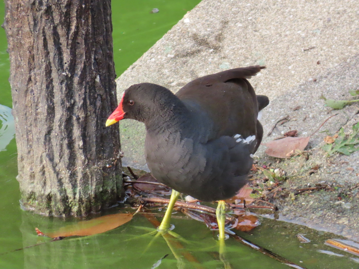 くちばしが赤く体が黒い水鳥のバン。
