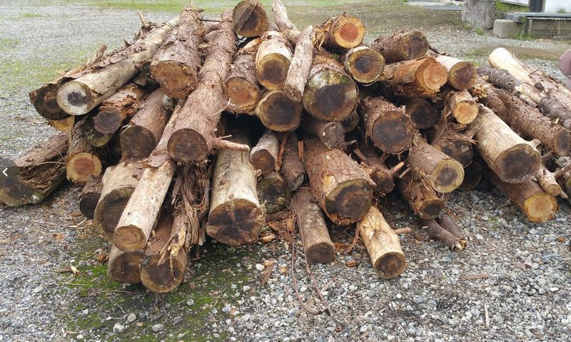 f:id:ptgj:20190720172834j:plain