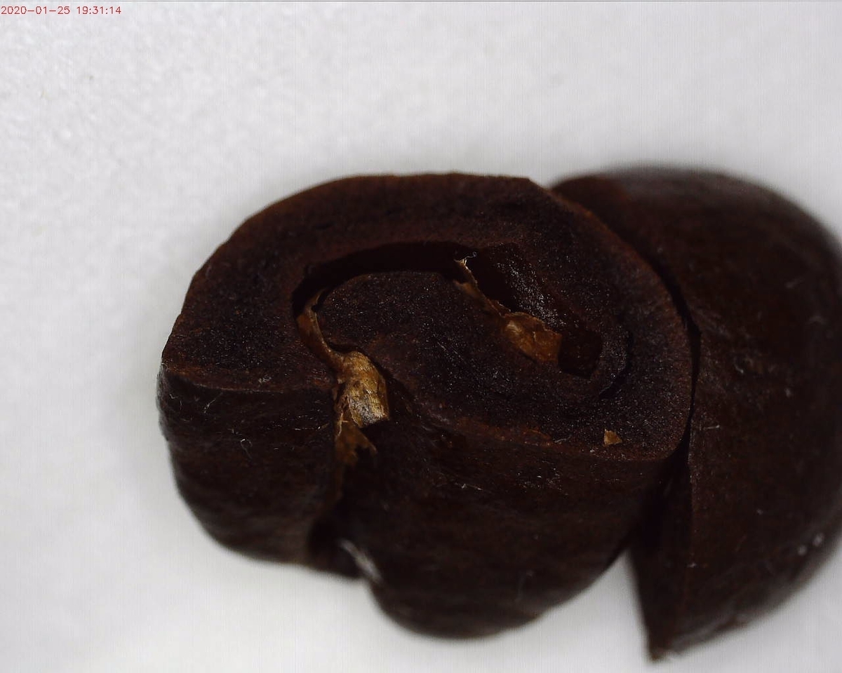 f:id:ptgj:20200125194349j:plain